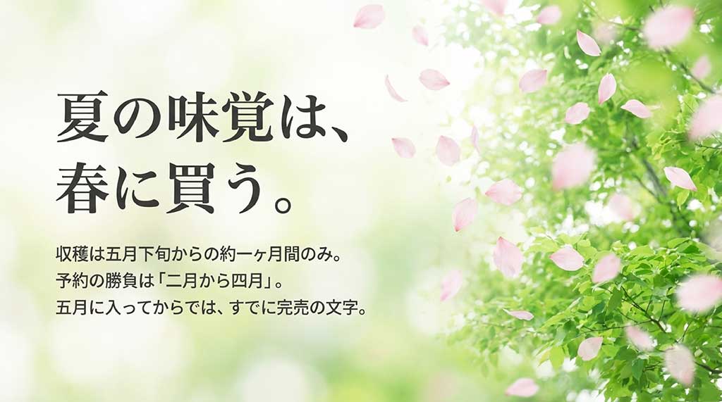 2月から4月が予約の勝負となる、甘々娘の期間限定(5月下旬から1ヶ月)の収穫サイクル